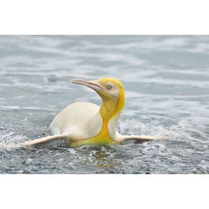 Fotógrafo registra, pela 1ª vez, um pinguim completamente amarelo