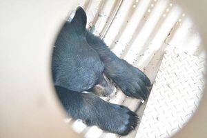 Para proteger a las personas: cachorro de oso salvaje fue sacrificado porque estaba acostumbrado a que turistas lo alimentaran