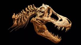 Nuevo estudio muestra que el Tiranosaurio rex podría haber sido un 70% más grande de lo que sugieren los fósiles