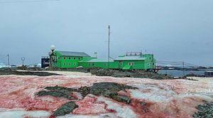 Pésimas noticias: la Antártida se cubre de nieve color rojo sangre y los científicos explicaron sus devastadores efectos