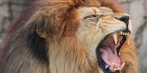 “Ella murió siguiendo su pasión”: joven de 22 años falleció tras ser atacada por un león que se escapó de su jaula en un refugio
