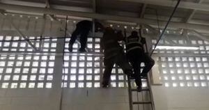 Trabajadores regresaron del aislamiento y encontraron enorme animal en su empresa