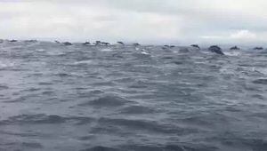 ¡Conmovedor! Avistan enorme manada de delfines en el mar de Chocó