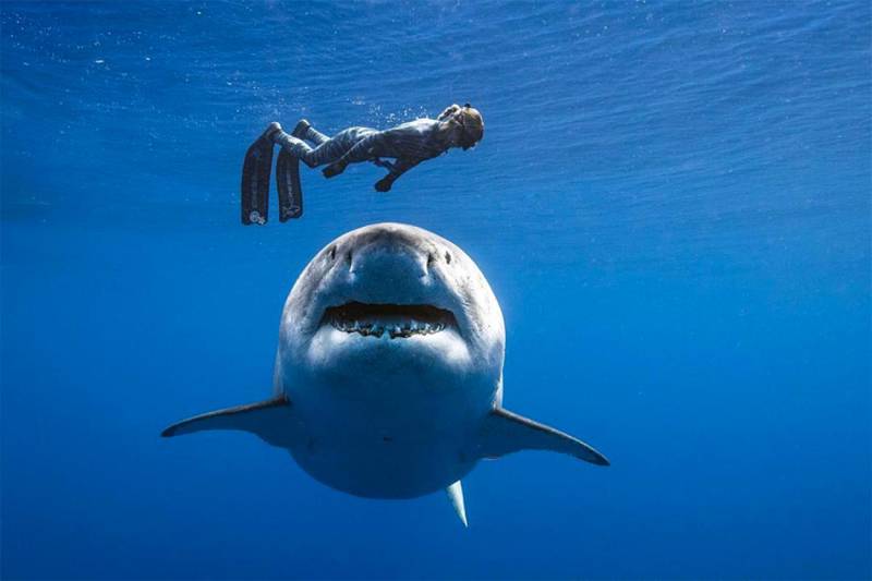 Esta surfista aboga por la protección de los tiburones
