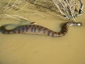 Vídeo mostra mergulho com sucuri gigante; diversas aparições desta cobra chamaram a atenção