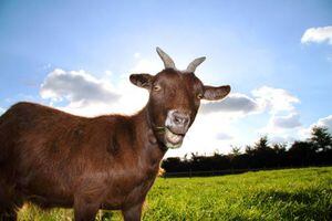 ¡insólito! Una cabra y una papaya dieron positivo al coronavirus