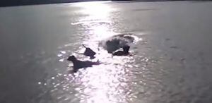 Vídeo mostra momento em que crocodilo abocanha cachorro na frente do dono