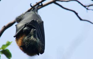 Se viraliza foto de un murciélago de "tamaño humano" hallado en Filipinas ¿Qué dice un experto?