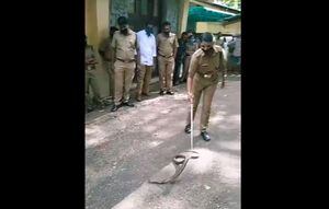 Vídeo mostra como oficial faz para capturar cobra de forma segura na Índia