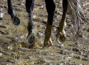 Venden excremento del caballo ganador del Kentucky Derby por $200