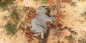 Misterio en Botswana por la repentina muerte de más de 350 elefantes desde principios de mayo