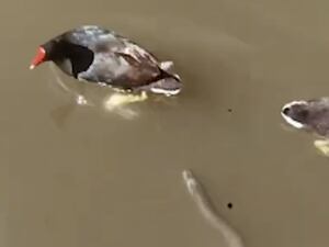 A verdadeira história por trás do vídeo que mostra cobra perseguindo ave
