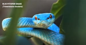 Vídeo que mostra impressionante contraste de cobra azul venenosa se torna viral nas redes sociais