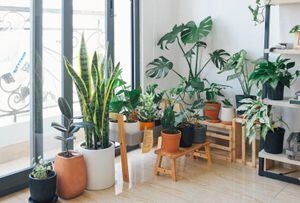 5 plantas indicadas pela Nasa que te ajudam a dormir melhor