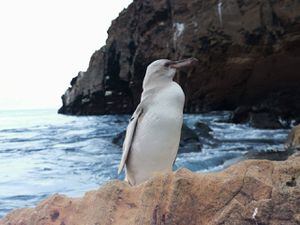 Avistan un raro pingüino totalmente blanco en las Islas Galápagos