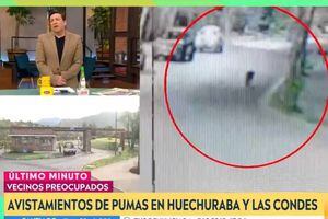 El bullying de Julio César Rodríguez a Pablo Aguilera por avistamiento de pumas