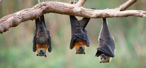 Descubren seis nuevos tipos de coronavirus en murciélagos de Birmania