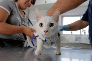 SAG inicia investigación por alimentos para gatos que está dañando la salud de las mascotas