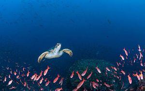 Galápagos se llena de más especies invasoras