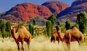 Sacrificarán a miles de camellos por crisis de sequía extrema en Australia