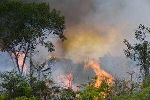 Impactantes imágenes satelitales muestran magnitud de incendios en la Amazonía