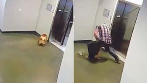 Vídeo flagra momento em que homem salva cachorro de morrer enforcado em elevador