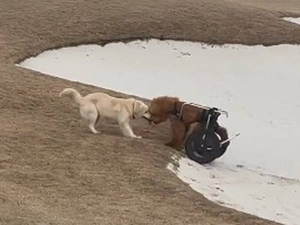 Viral video de perrito que ayuda a otro en silla de ruedas
