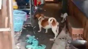 Vídeo de cachorro e gato que se unem para lutar contra rato enorme se torna viral nas redes sociais