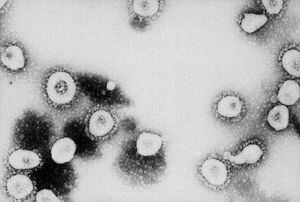 Resfriado común sería un “as bajo la manga” contra el coronavirus