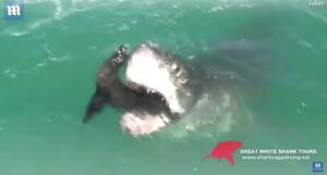 Vídeo aterrorizante registra ataque de um tubarão-branco