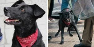 A história do 'Negro Matapacos', o cachorro que se tornou ícone dos protestos no Chile