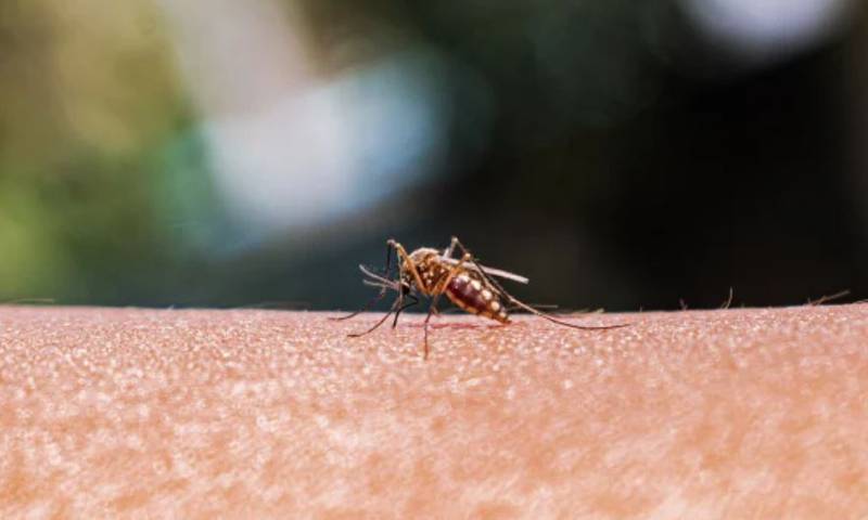 La malaria suele transmitirse a través de los mosquitos.| Foto: Soumyabrata Roy / NurPhoto via Getty Images.