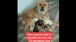 ¡Indignante! Ladrones dejaron sin comida a perritos rescatados de centro Salvando Lanitas en Quito
