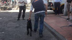 Quito: Perro que sea encontrado sin collar en espacio público será retirado