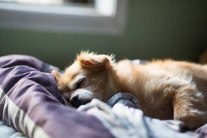 Un estudio lo afirma: los perros sí pueden soñar