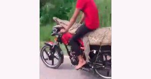 Vídeo mostra traficante levando crocodilo em moto
