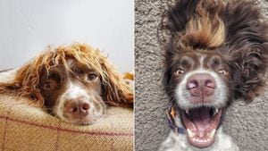 Cabelo de dar inveja faz cachorro ficar famoso nas redes sociais