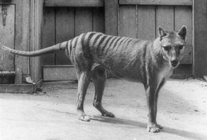 The Tasmanian tiger has been extinct since 1936: a group of scientists plans to revive it, is it a good idea?