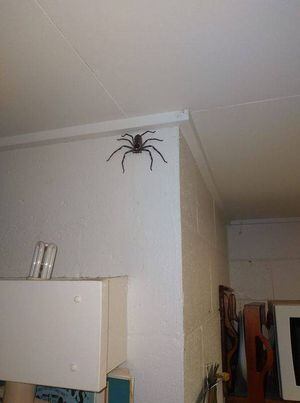 Hombre dejó vivir una enorme araña en su casa por todo un año y muestra todo lo que creció