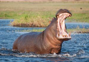 Estaba de vacaciones, quiso llevarse la mejor foto posible y murió en el intento: un hipopótamo lo mató