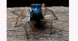 Nova espécie de aranha é encontrada na Austrália