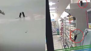 Vídeo de ratos 'fazendo a festa' em supermercado durante a noite se torna viral e estabelecimento é fechado