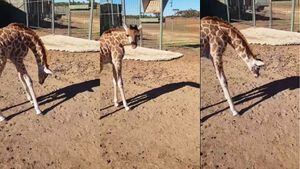 Vídeo registra momento que girafa bebê “descobre” a própria sombra. Veja!