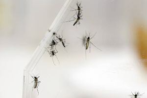 Autoridades alertan por aumento de casos de dengue en esta ciudad colombiana