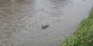 Elefante marino varado en río de Guayas logra volver a afluente del océano