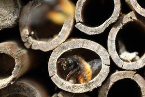 Las abejas y su rol en la comida
