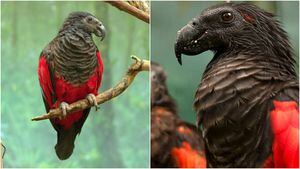 Rosto de corvo e um grito assustador: conheça o 'Papagaio Drácula'