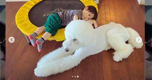 Vídeo de menino brincando com poodle gigante viraliza nas redes