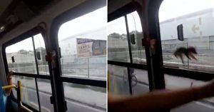 (VIDEO) Rata "ataca" a pasajeros en pleno bus de servicio público