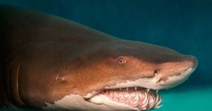 Nova espécie de tubarão é descoberta nos Estados Unidos